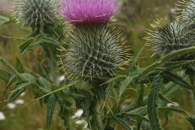 Rob Roy,Mary Queen Of Scots,Castles,Highlands,Lochs,Trossachs,Whisky! - The Beauty of Trossachs
