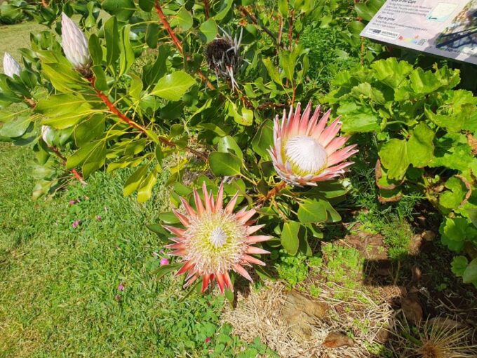 Robben Island, Table Mountain & Kirstenbosch, From Cape Town - Optional Activities