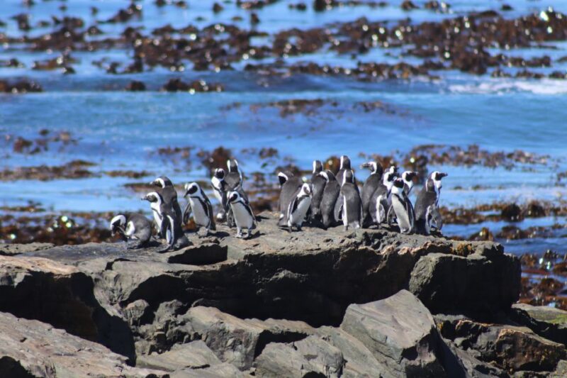 Robben Island,Table Mountain Full Day Private Tour Cape Town - Visiting Table Mountain
