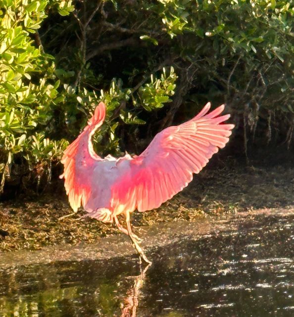 Robinson Preserve Mangrove Tour - Wildlife Observations