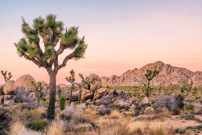 Rock Climbing Trips in Joshua Tree National Park (4 Hours) - What to Expect on the Tour