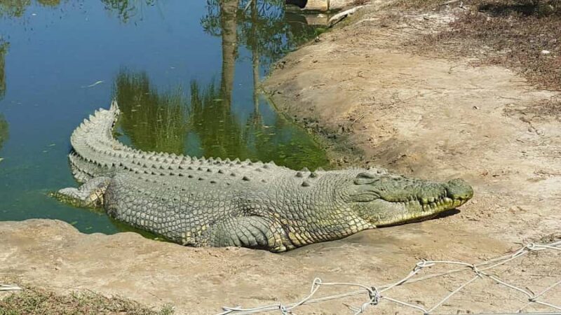 Rockhampton: Koorana Crocodile Farm Guided Tour - A Closer Look at the Koorana Crocodile Farm Guided Tour