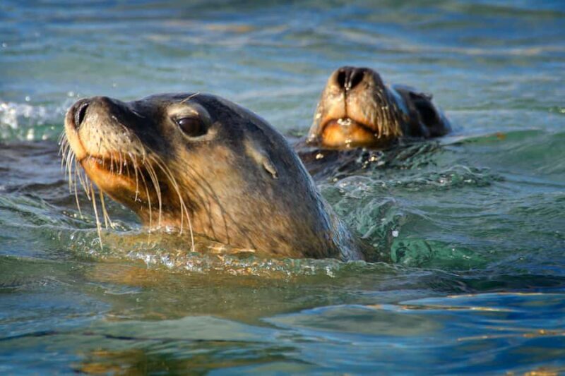 Rockingham: 3 Island Wildlife Snorkeling Cruise with Lunch - Considerations and Tips