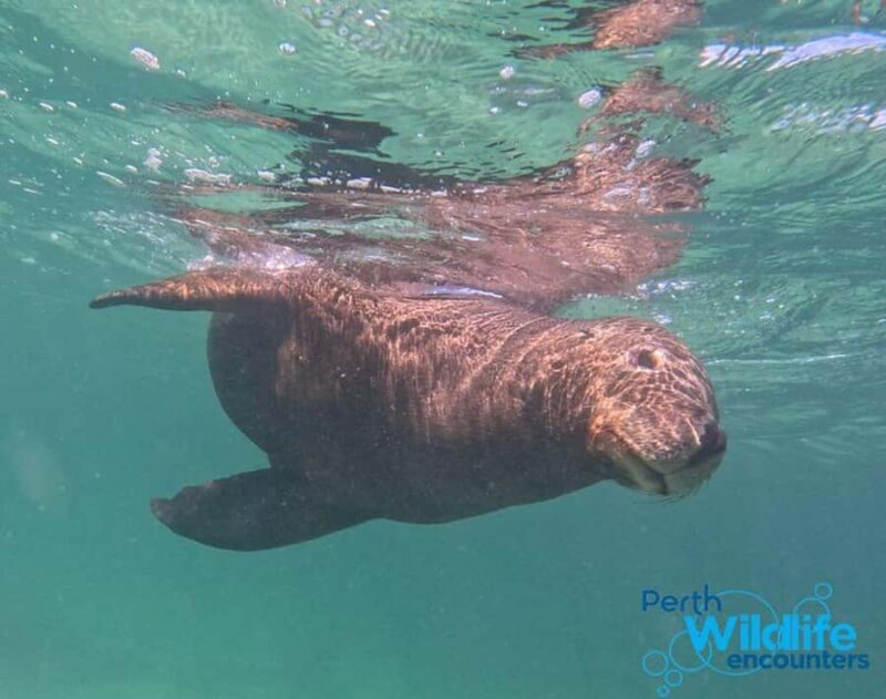 Rockingham: 3 Island Wildlife Snorkeling Cruise with Lunch - Final Word