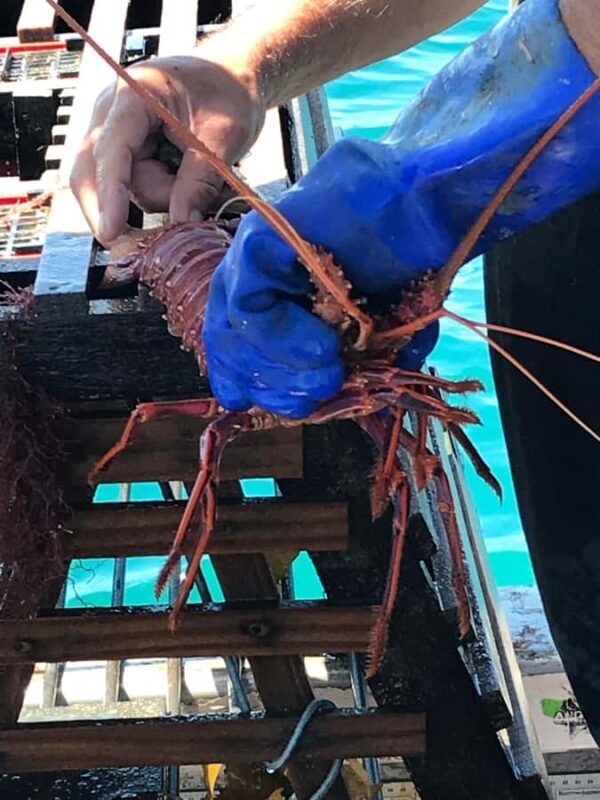 Rockingham: Lobster Catch and Keep Tour with Refreshments - Authentic Reviews and Real Experiences