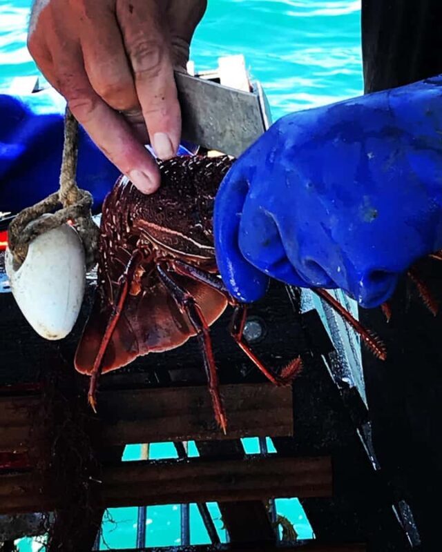 Rockingham: Lobster Catch and Keep Tour with Refreshments - The Sum Up: Who Should Consider This Tour?