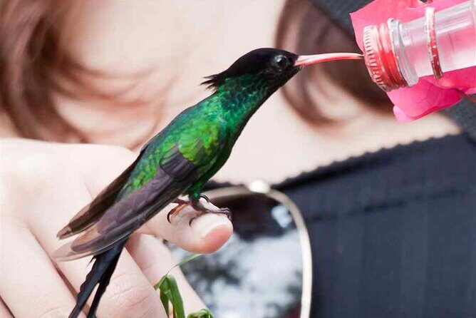 Rockland Bird Sanctuary plus Montego Bay Highlights & Shopping Private Tour - The Sum Up