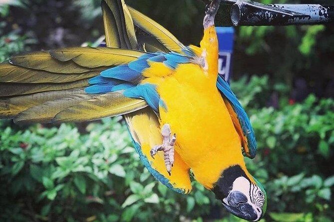 Rockland Bird Sanctuary Tour [Transportation] Hotel Pick-Up - What to Expect from the Rockland Bird Sanctuary Tour