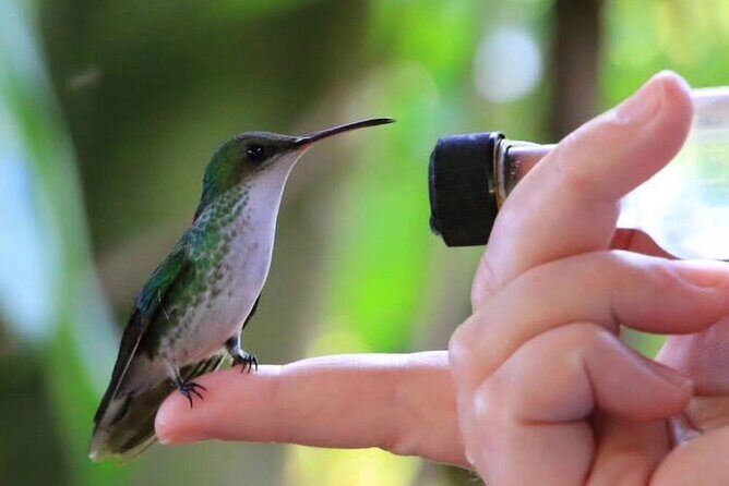 Rocklands Bird Sanctuary and Montego Bay Highlights - Key Points