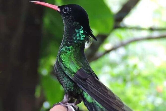 Rocklands Bird Sanctuary and Montego Bay Highlights - Why Travelers Love This Tour