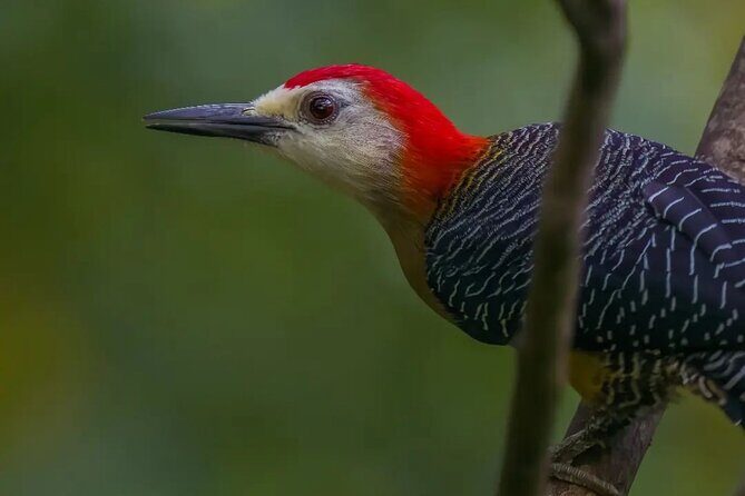 Rocklands Bird Sanctuary and Montego Bay Highlights - Who Will Get the Most Out of This Tour?