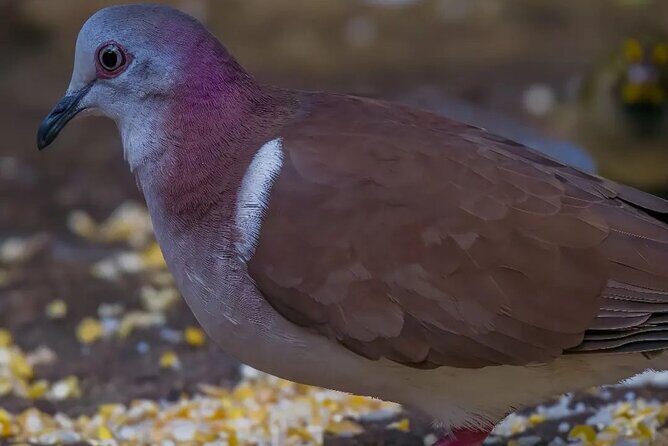 Rocklands Bird Sanctuary and Montego Bay Highlights - Final Thoughts: Is It Worth It?