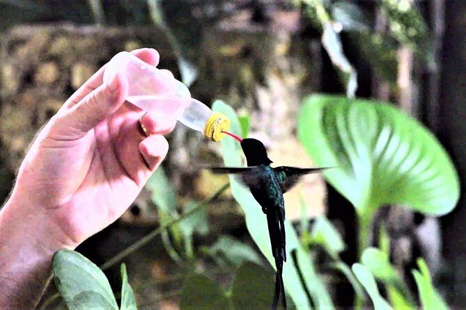 Rocklands Bird Sanctuary and Montego Bay Highlights Tour from Falmouth - Key Points