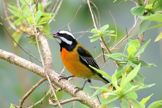 Rocklands Bird Sanctuary and Montego Bay Highlights Tour From Falmouth - Cancellation and Pricing