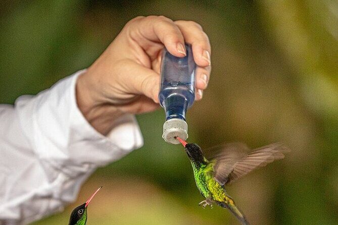 Rockland's Bird Sanctuary Tour from Montego Bay/ Falmouth - Frequently Asked Questions