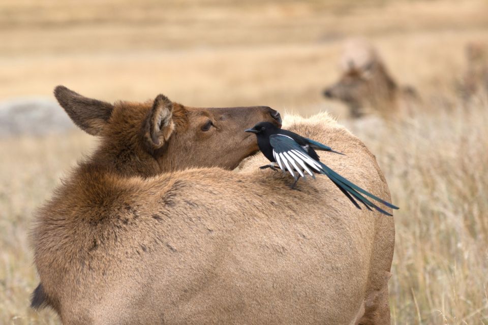 Rocky Mountain National Park: Driving Audio Tour App - Little-Known Regional History