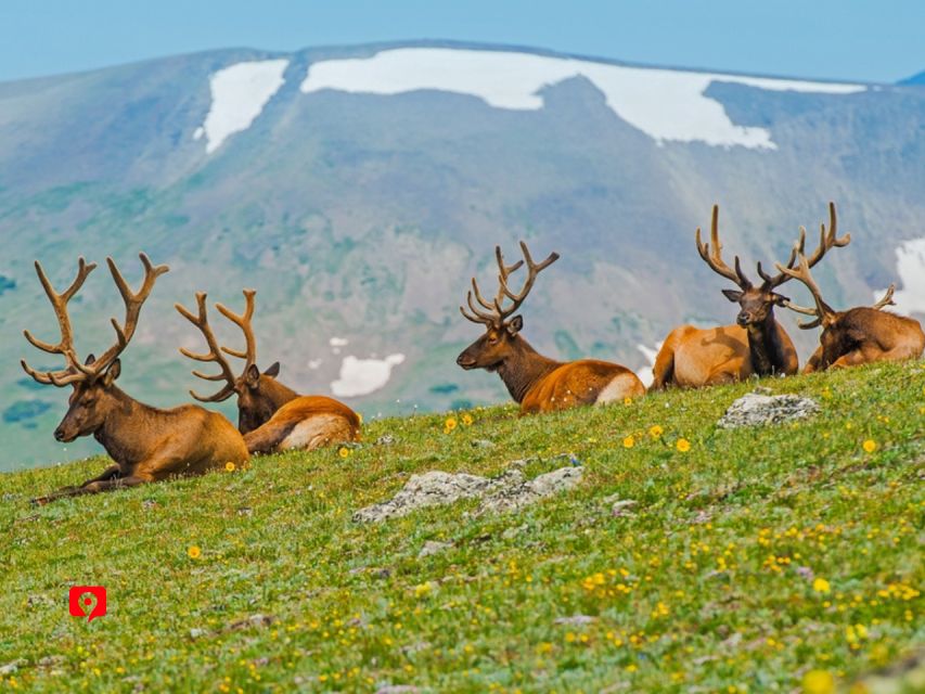Rocky Mountain National Park: Driving Tour - Spotting Wildlife in the Park