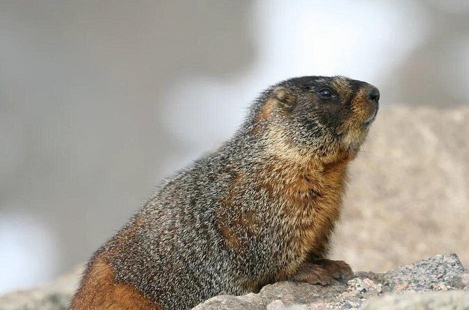 Rocky Mountain National Park Grand Lake Tour - Who This Tour Is Best For