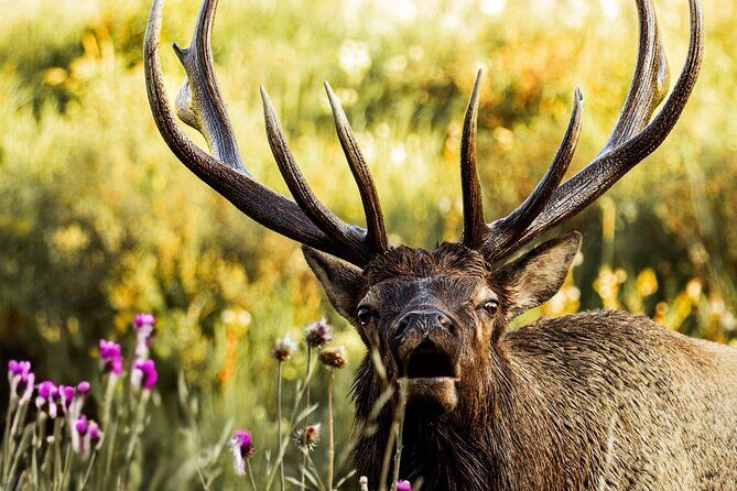Rocky Mountain National Park- Guided Hiking Tour - Key Points