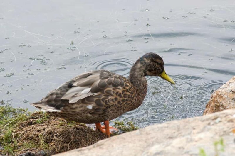 Rocky Mountain National Park: "Hiking Light" Nature Walk - Key Points