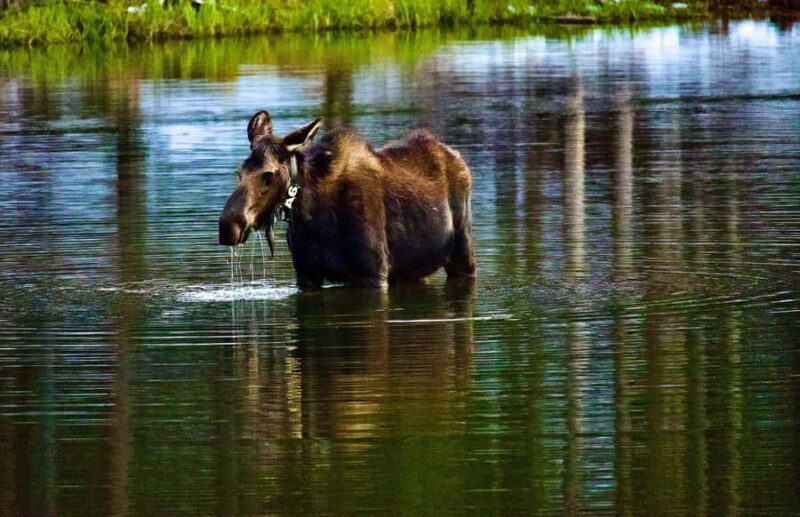 Rocky Mountain National Park: The Bear Lake Corridor - An Overview of the Tour Experience