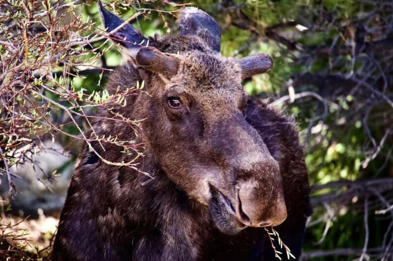Rocky Mountain National Park: The Bear Lake Corridor - The Value of this Tour