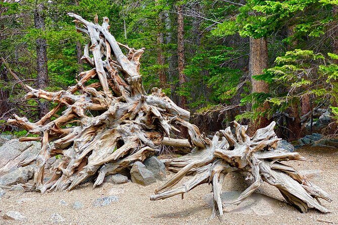Rocky Mountain National Park Tour From Denver - Wildlife Viewing Opportunities