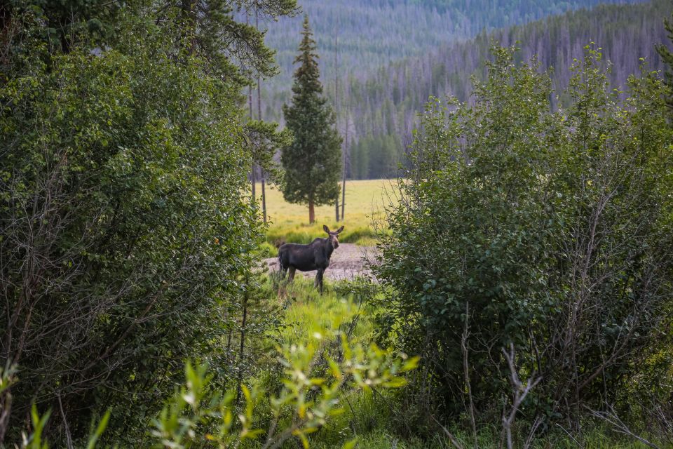 Rocky Mountain: Private Guided Day Tour (Estes) - Tour Highlights