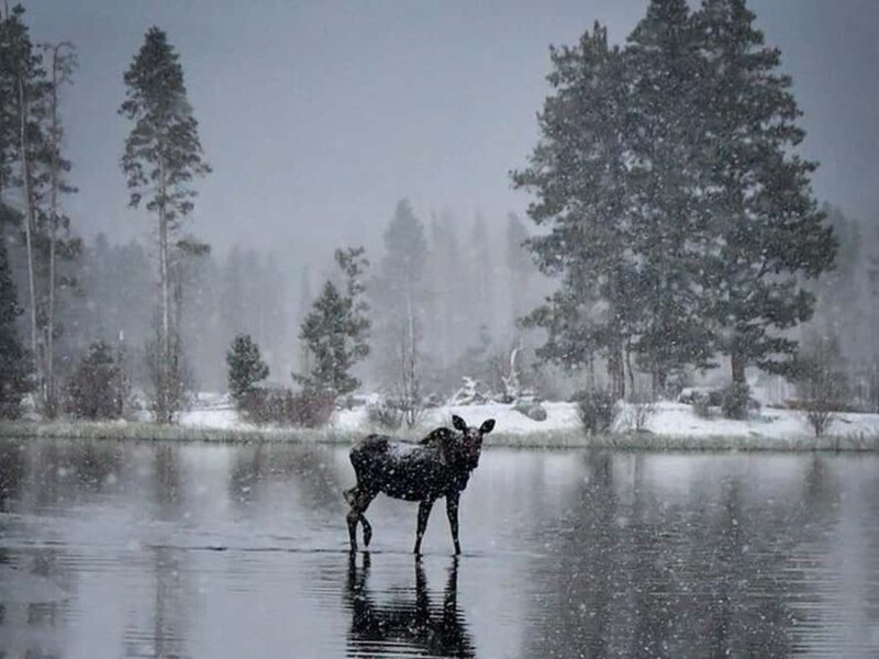 Rocky Mountain Winter Wonderland Adventure Tour - An In-Depth Look at the Experience