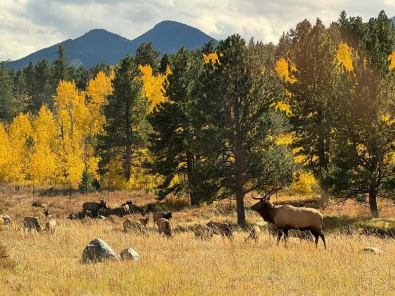Rocky Mountains: Peak to Peak & Estes Park Small Group Tour - Discover Colorado’s Most Scenic Corners