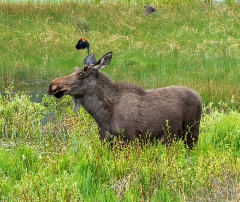 Rocky Mountains: Peak to Peak & Estes Park Small Group Tour - Who Will Love This Tour?
