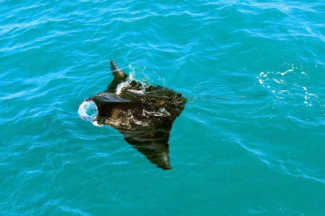 Roebuck Bay Sunset & Snubfin Dolphin Cruise - FAQ