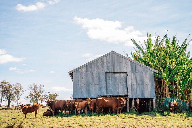 Roma: Landscape and Legacy Day Tour Including Lunch - FAQ