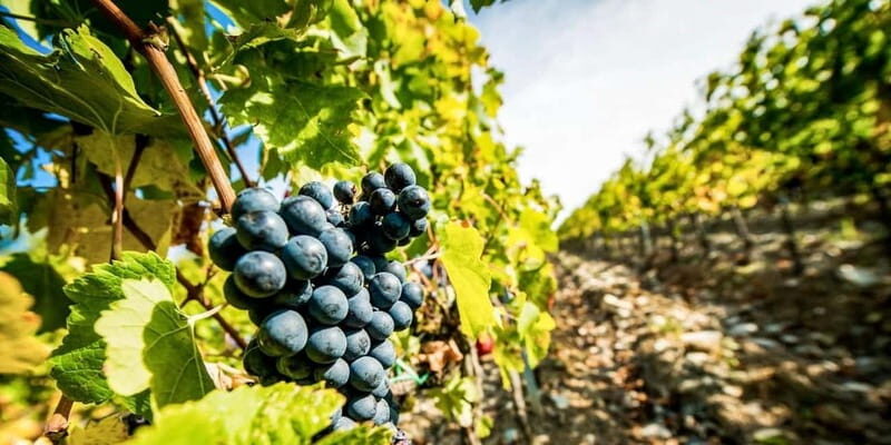 Romanian Wine Tasting Tour & Appetizers with Sommelier - What Travelers Say