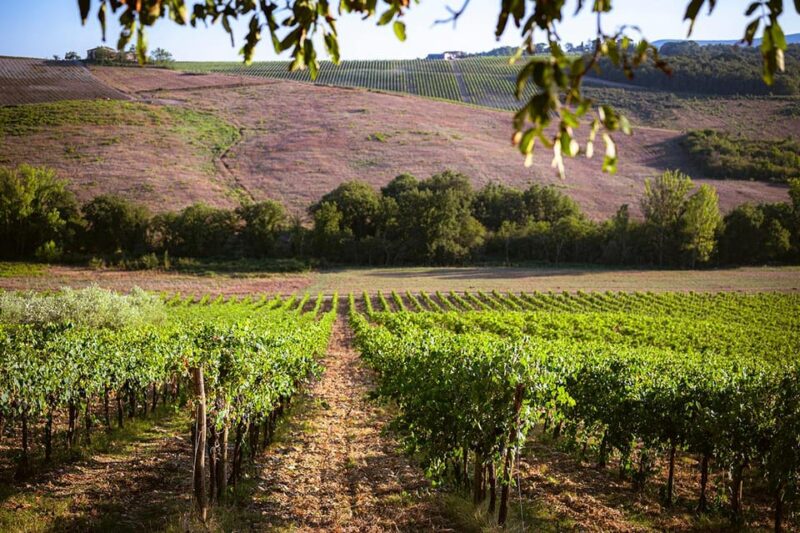 Romantic Dinner in the Vineyard of Poggio Ai Laghi Winery - Wine Tasting Experience