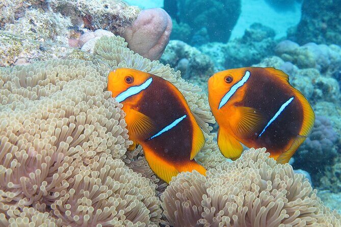 Romantic Dive for beginners in Bora Bora (2 people) with Video - Cost and Value