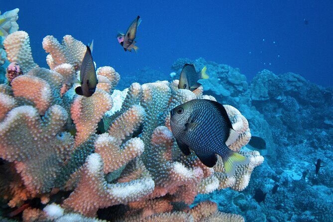 Romantic Dive for beginners in Bora Bora (2 people) with Video - Who Will Love This Tour?