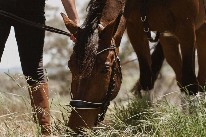 Romantic Horse Trail Ride with Wine and Food in Adelaide Hills - FAQs