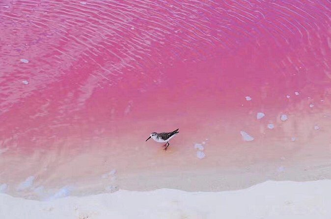 Romantic Las Coloradas Pink Lake,Cenote 1-Day Tour from Cancun - The Sum Up: Is It Worth Your Money?