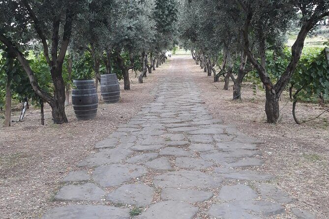 Rome Countryside Vineyards and Wine Tasting - Private Tour - The Setting and Atmosphere