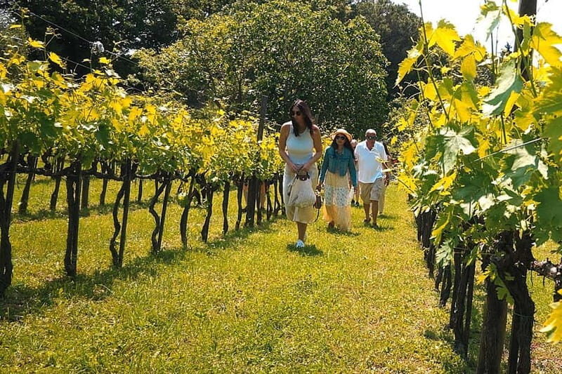 Rome Countryside: Wine Tasting Tour with Private Driver - The Experience Breakdown: What You Can Expect