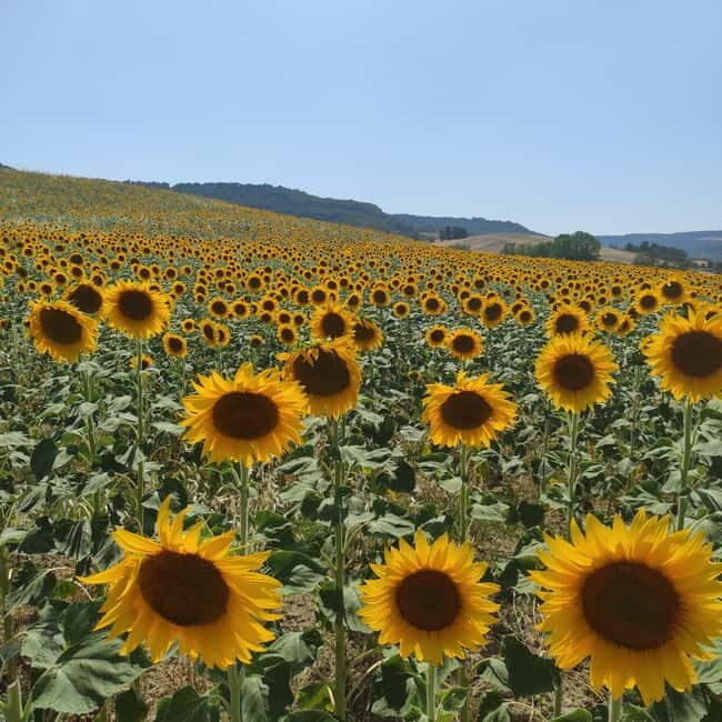 Rome to Tuscany (Florence) Private Transfer and Tour - Authentic Experiences and Real-World Insights