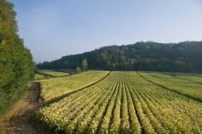 Rome to Tuscany (Florence) Private Transfer and Tour - Final Thoughts