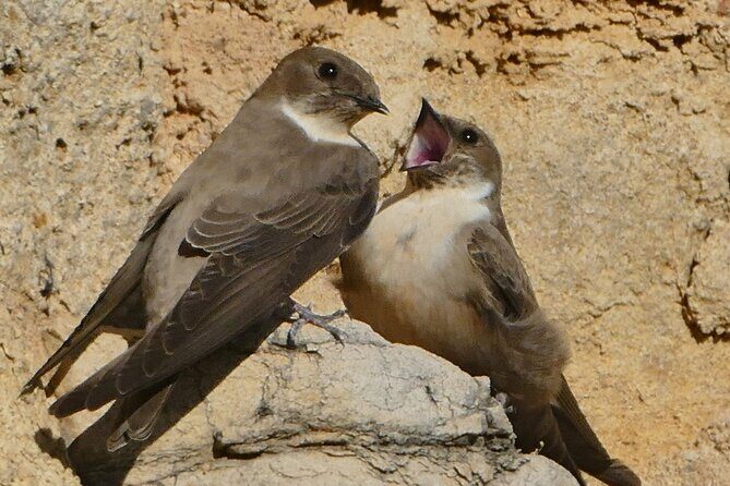 Ronda Nature and Scenic Private Hiking Tour - What’s Included and What’s Not