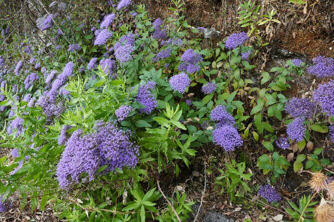 Ronda Nature and Scenic Private Hiking Tour - Final Thoughts on the Ronda Nature and Scenic Private Hiking Tour