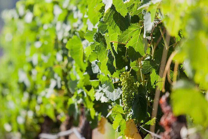 Ronda Organic Wine Tour from Marbella - Exploring the Itinerary in Detail