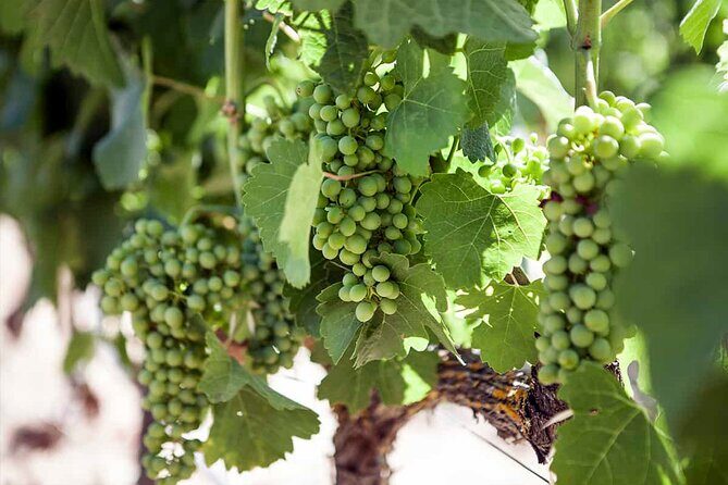 Ronda Organic Wine Tour from Marbella - Wrapping It Up: Is This Tour Worth Your Time?