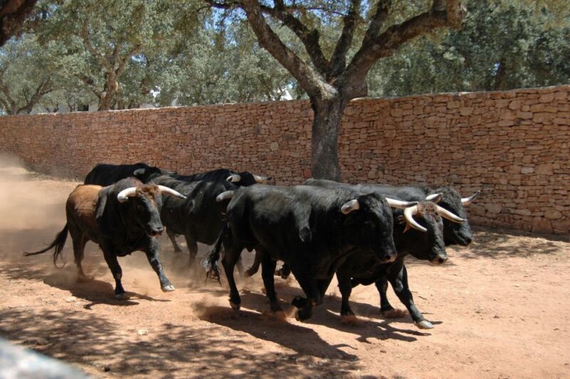 Ronda: Reservatauro Ronda Tour Ticket - Guided Tour Options