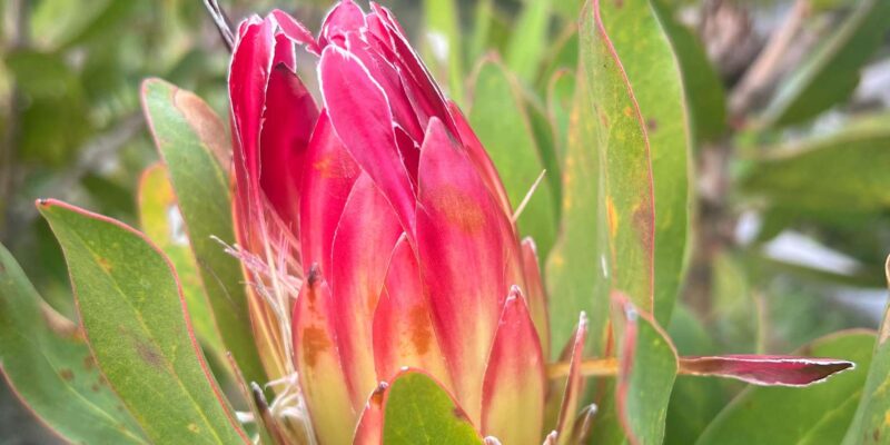 Rooi-Els, Bettys Bay, Stony Point Day Trip From Cape Town - Transportation and Guided Tours