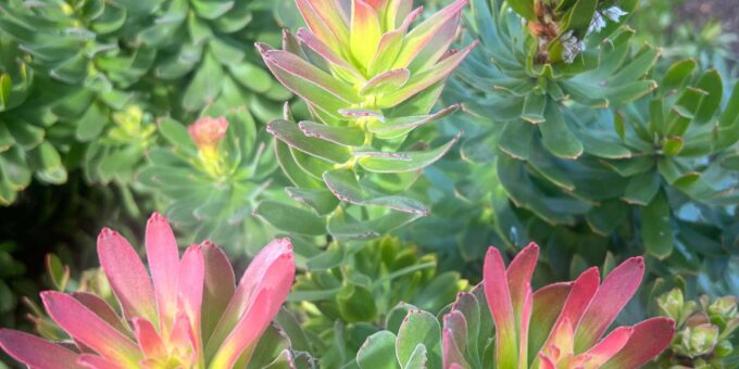 Rooi-Els, Bettys Bay, Stony Point Day Trip From Cape Town - Important Information and Recommendations